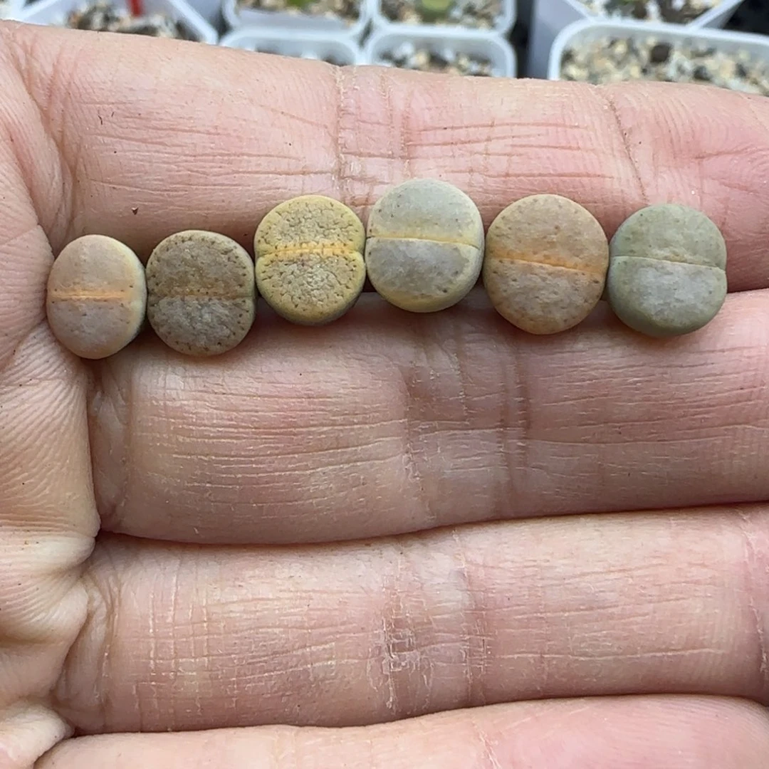 547彩色小猪皮清框福利30包邮