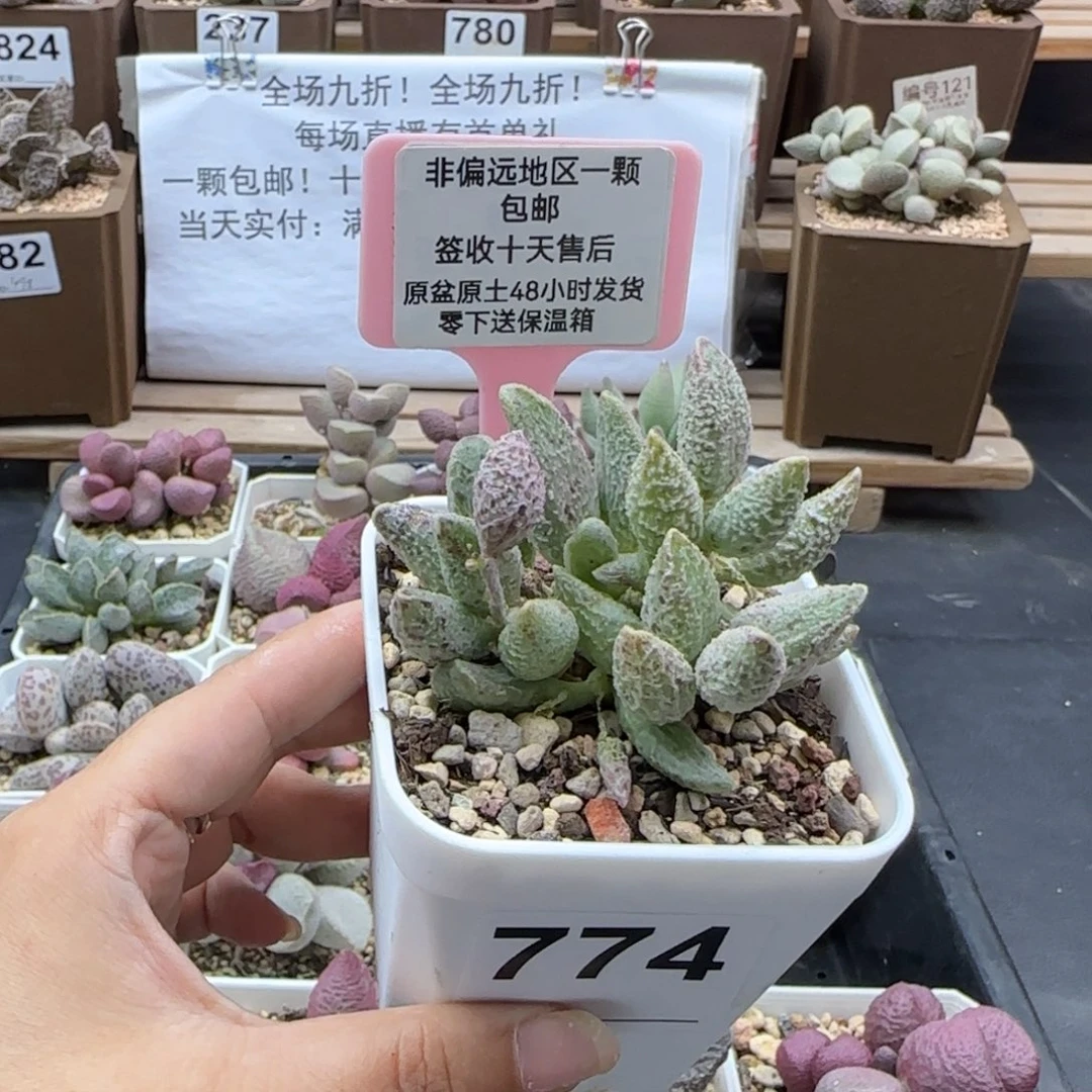 774七彩仙女多肉植物