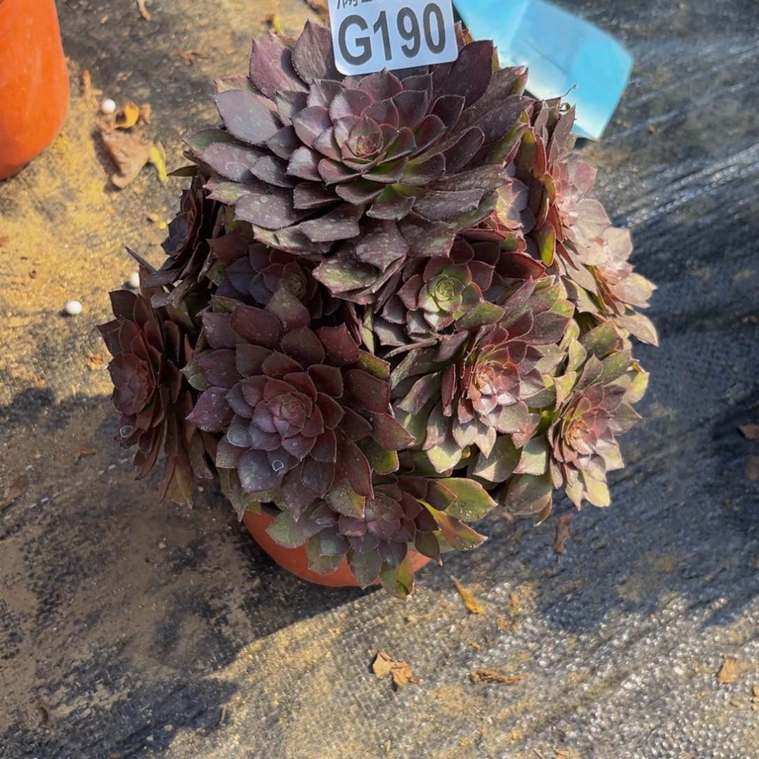 190多肉植物一物一拍