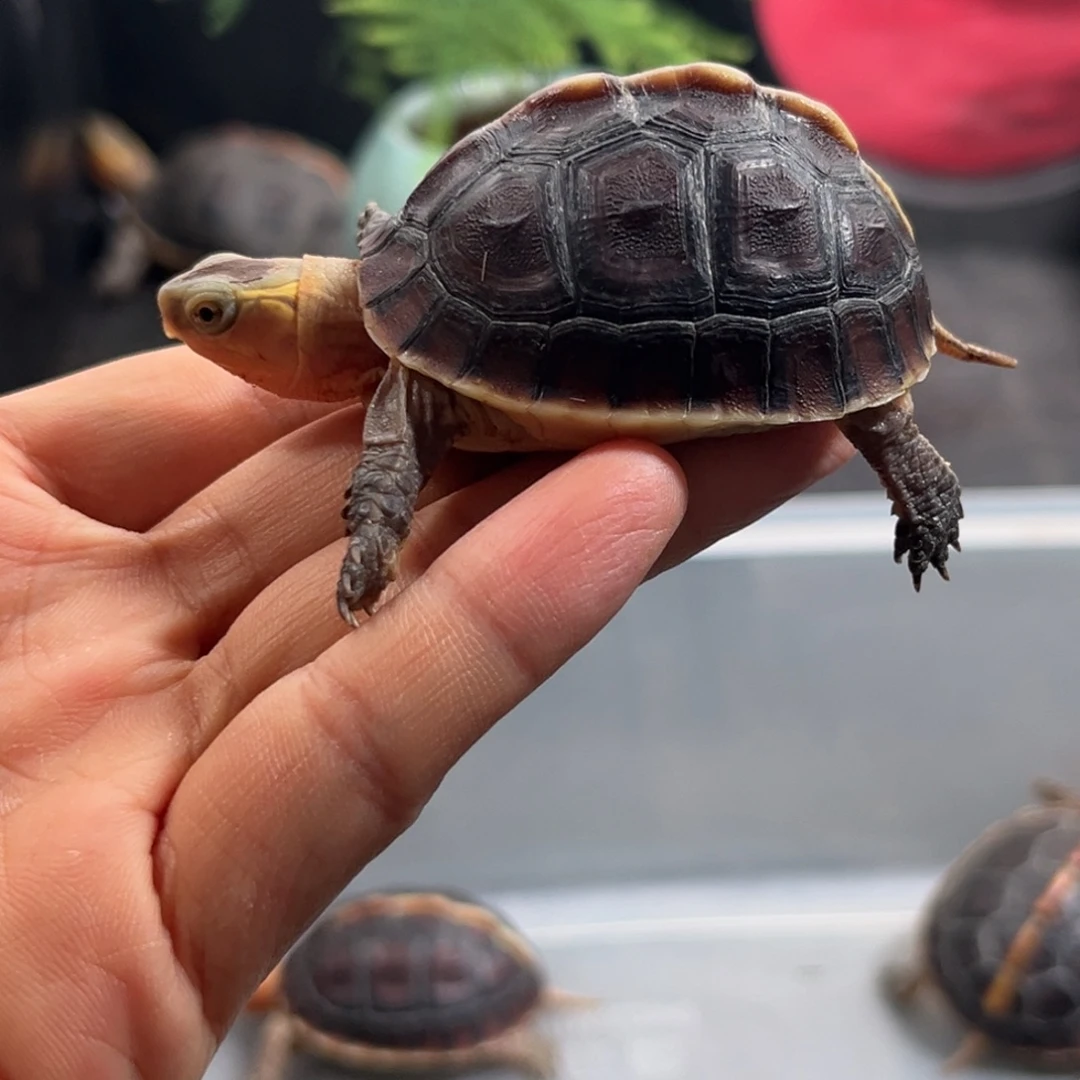 宠物龟不分公母直播间挑选活体可爱宠物龟