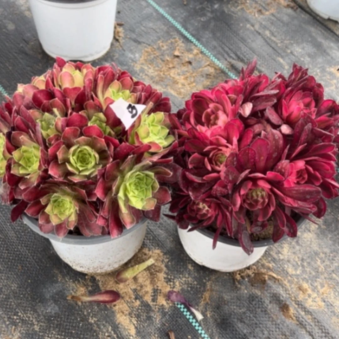 【闪购商品】157白月光，韶华多肉法师