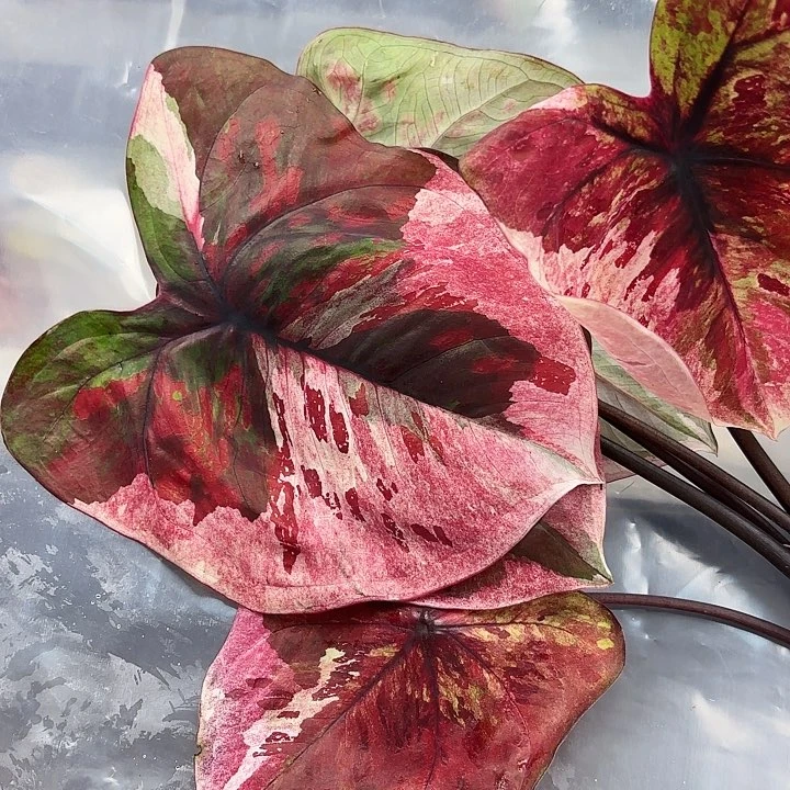 9-0528变异魔广东现货