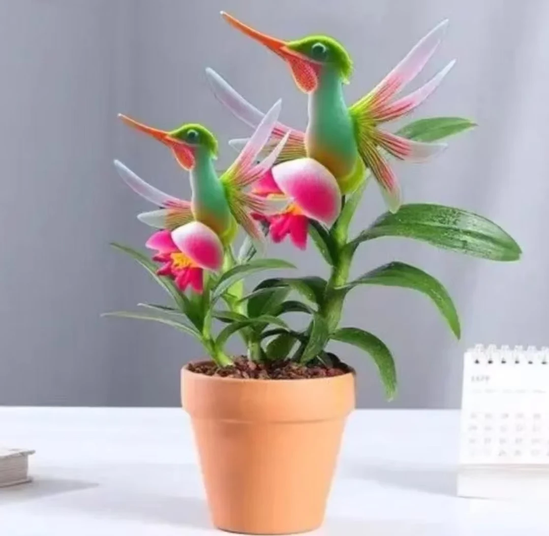 【新店特惠】爆款热卖买金鸿鸭花满屋香浓香新款盆栽除甲醛花清香芬