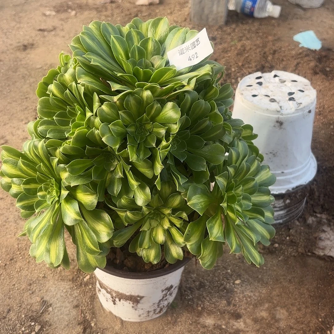 翡翠琉璃手捧多肉植物492