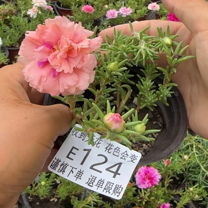 无花朵E124超小苗盆口10cm