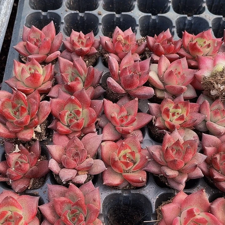 小洛卡1元带土发货