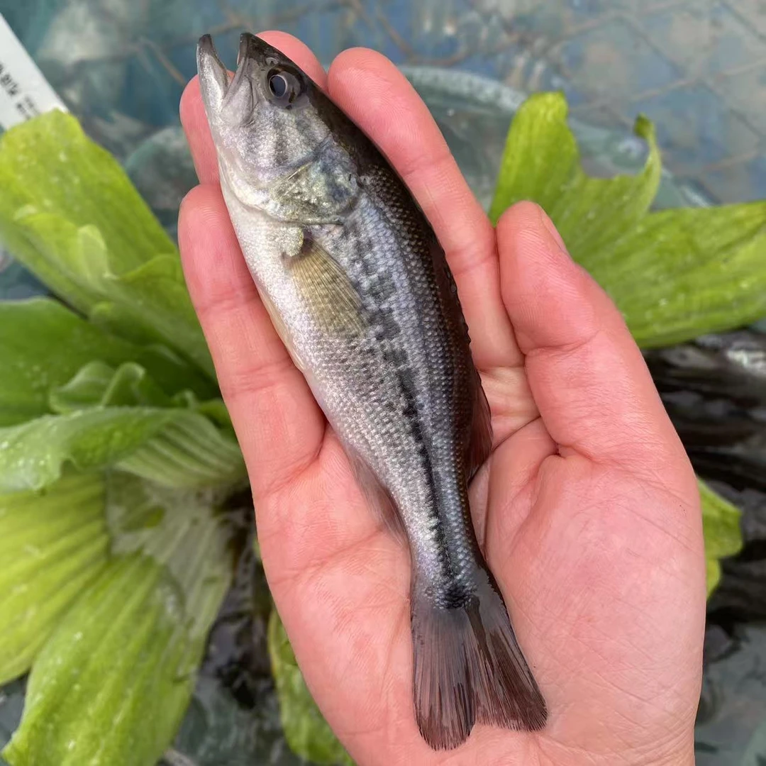 重庆发货鲈鱼淡水养殖大口黑鲈观赏鱼鲈鱼水族活体