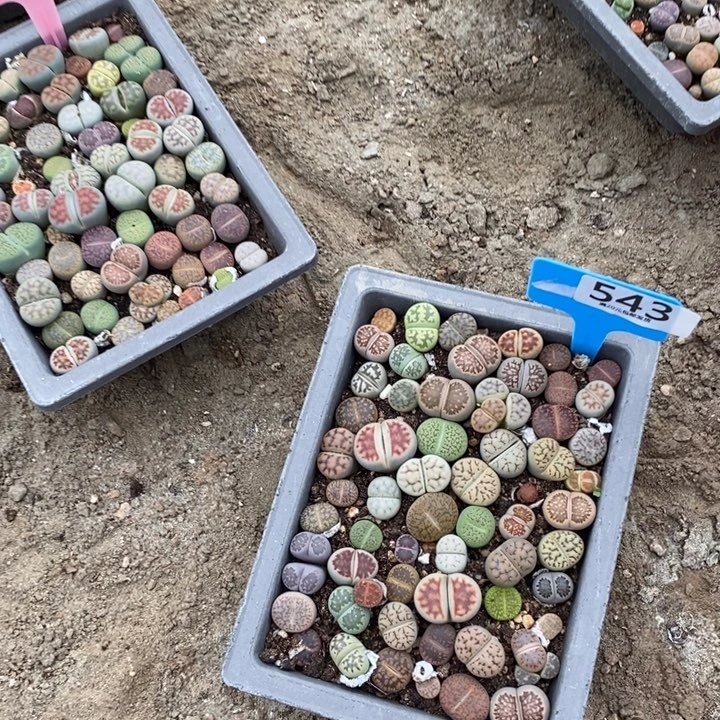 紫***7生石花等植物的生长543