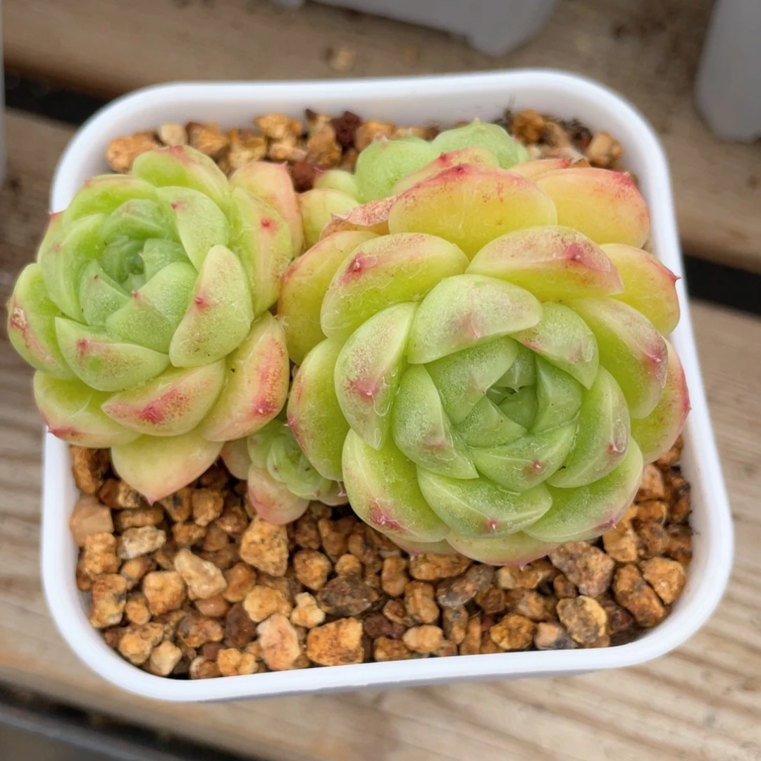 优选麦杆福利1394