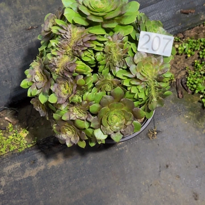 00000000207万缀福利价