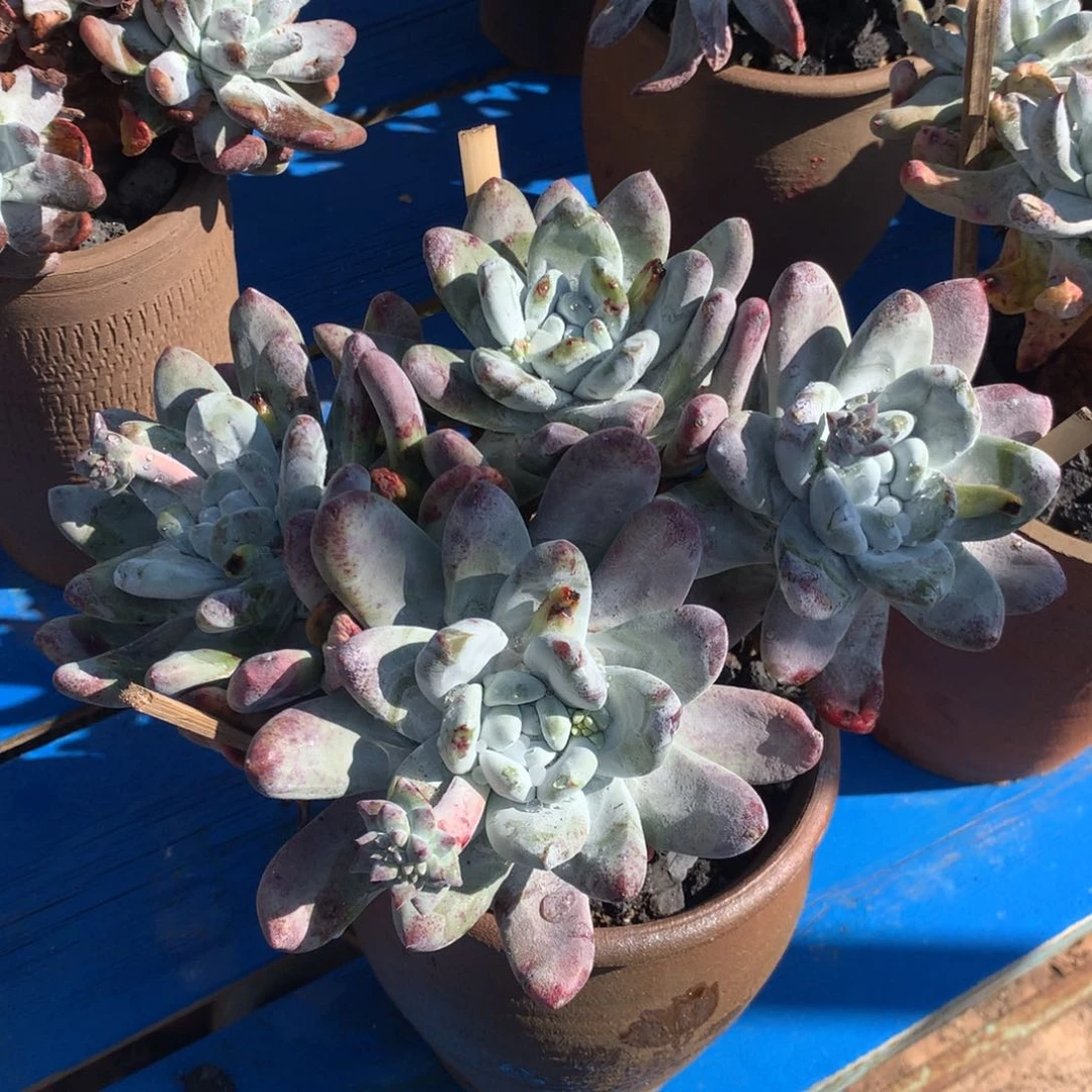 p****o拇指，多肉植物啦啦啦