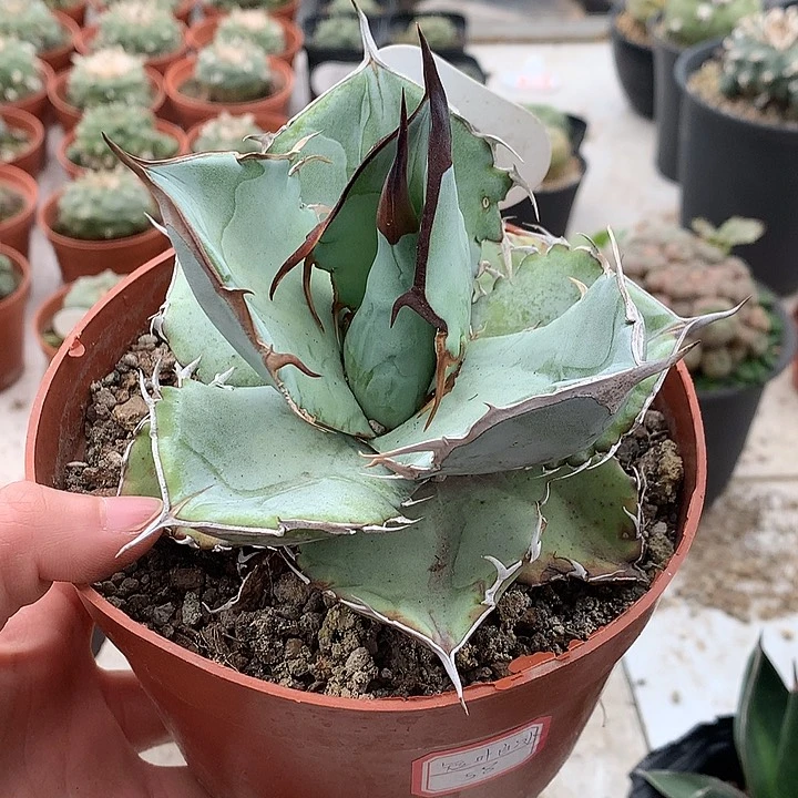 117短叶白冰666666666666