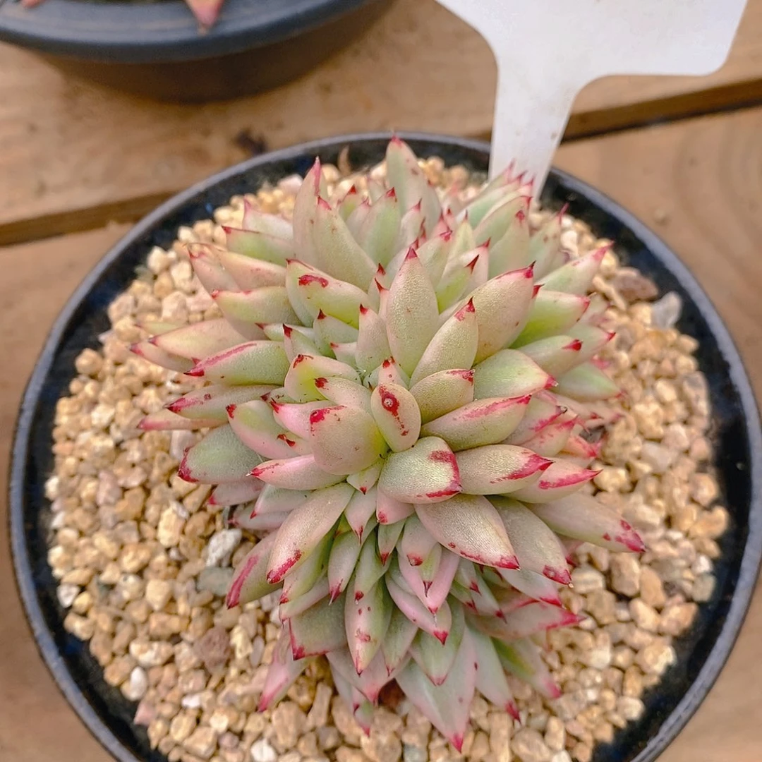 多肉植物一物一拍景缀