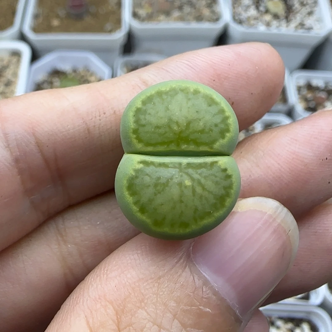 236绿菊清框福利30包邮