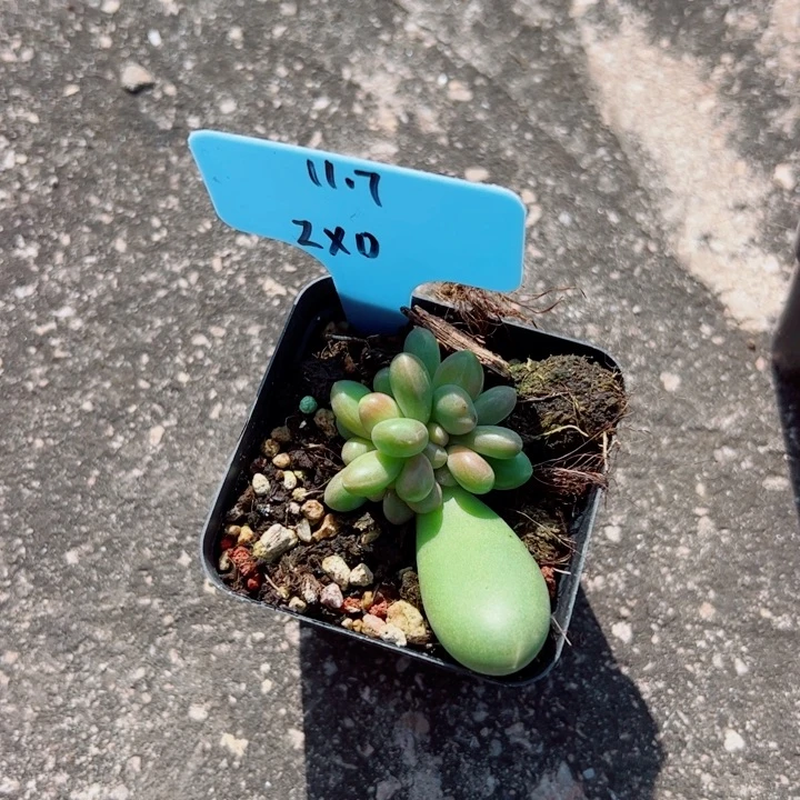 Z***D金桔拉多肉植物群生