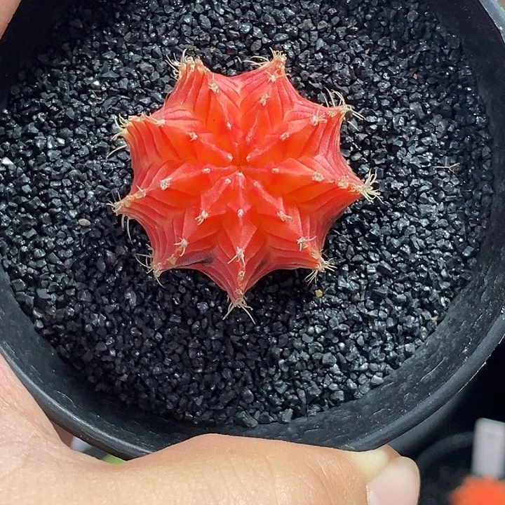 精品米哈—脱土发货6