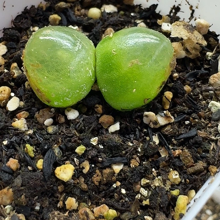 老马生石花双头灯泡2355