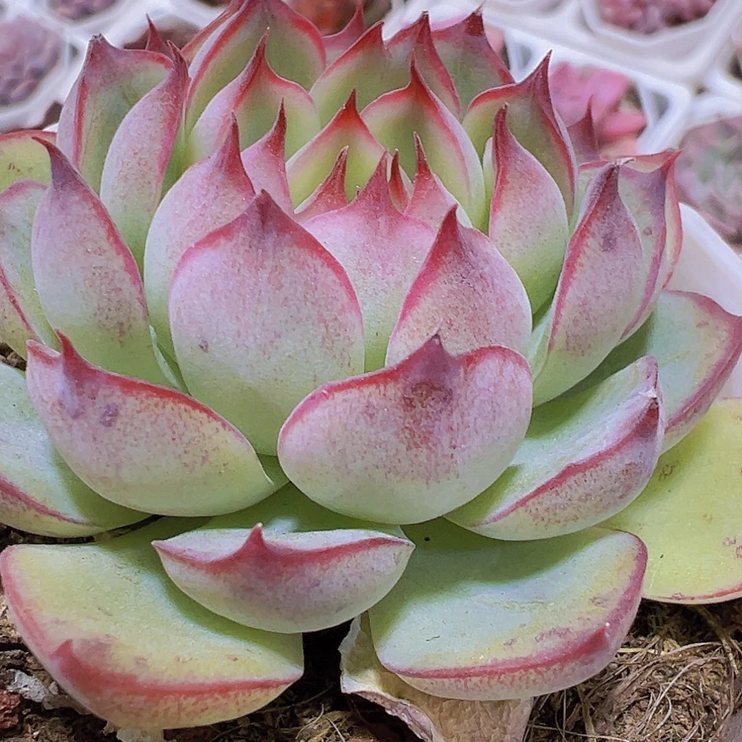 勾魂仙子19包邮多肉植物