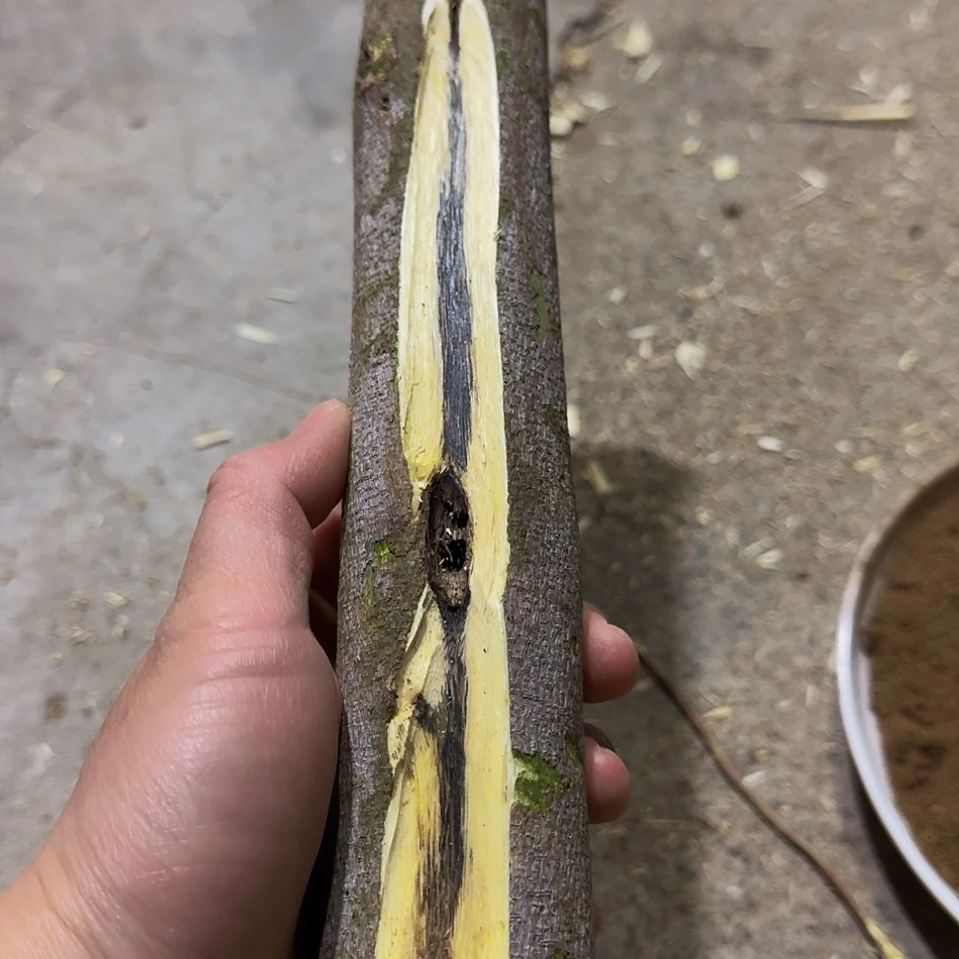 沉香沉香碎屑金沙叶原木