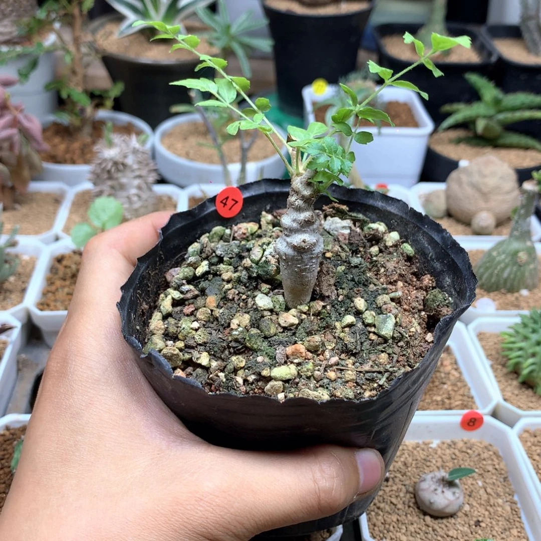 尼勒达乳香带盆多肉