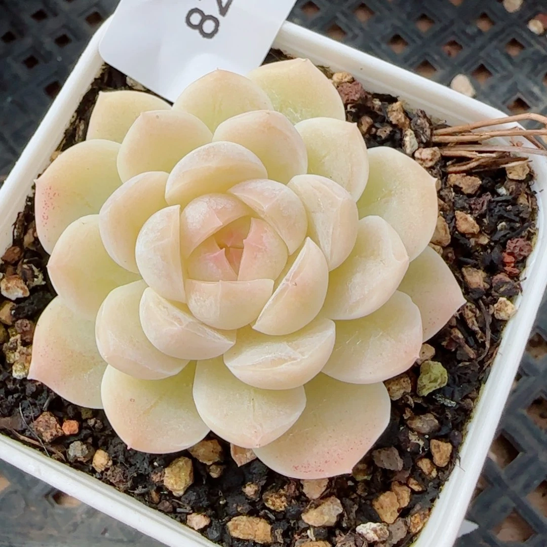 孤月珍妮，8282多肉植物