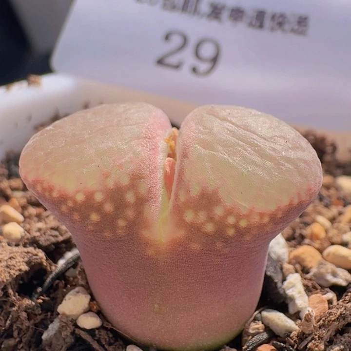 29。