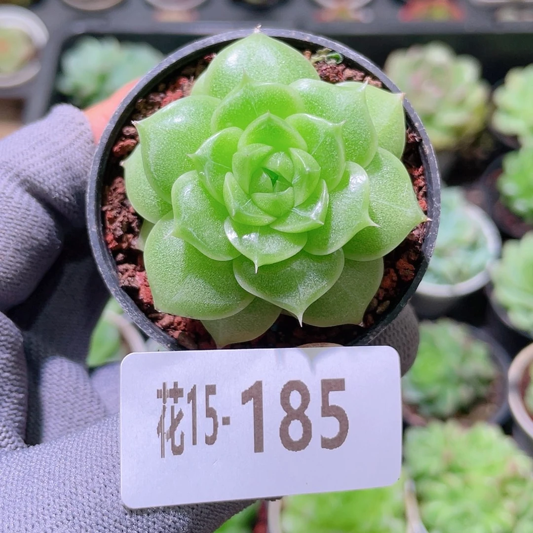 花利美15-185麦秆