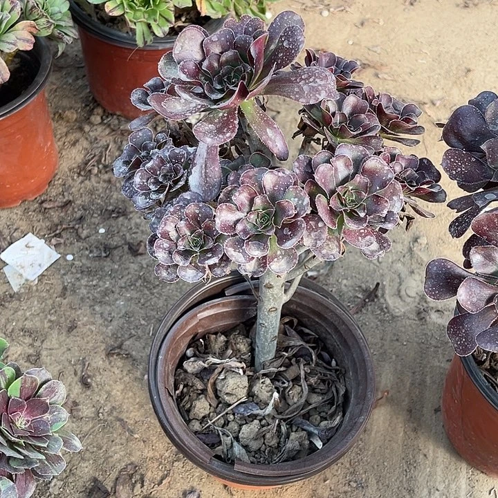 黑圆叶玫瑰玫瑰玫瑰