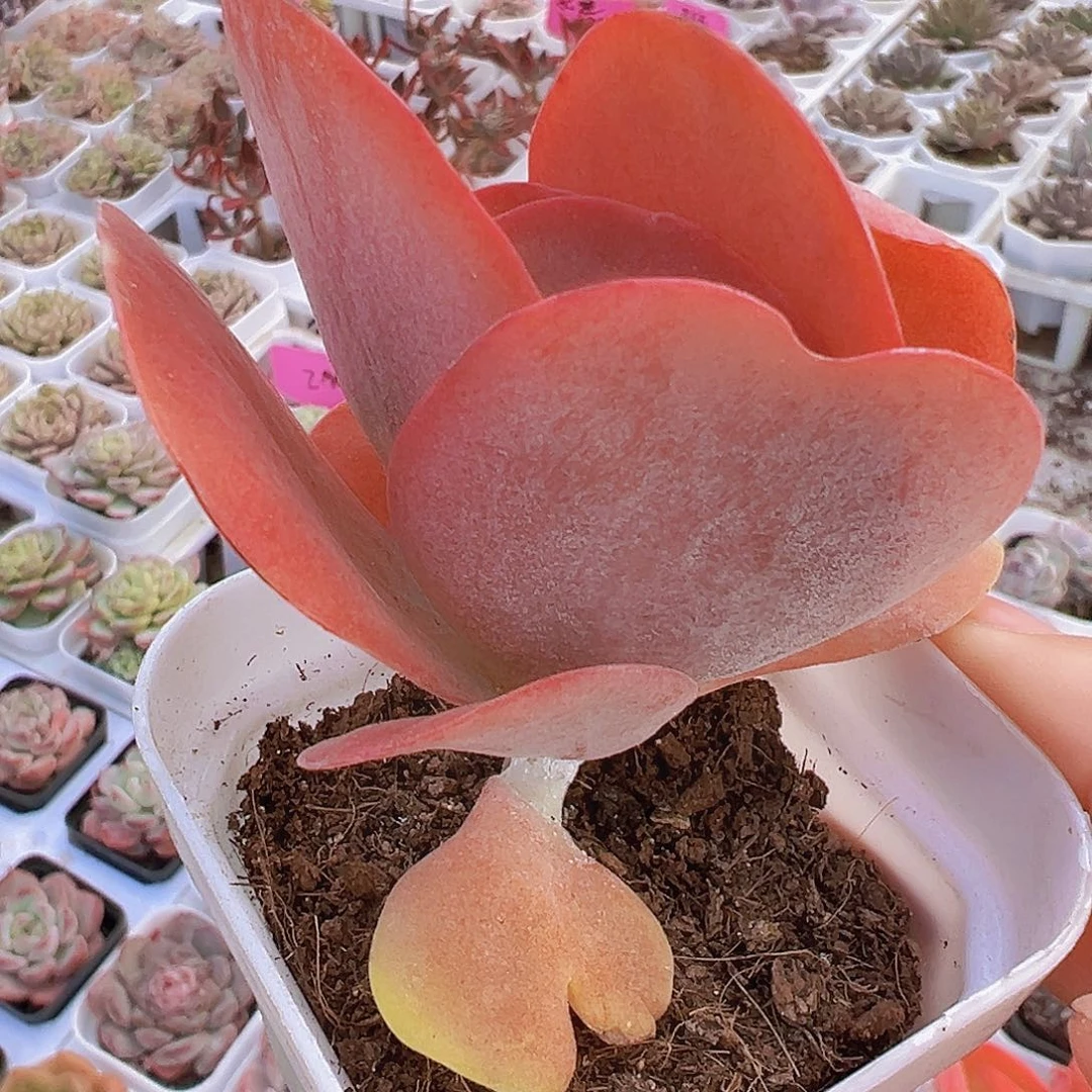 唐寅19包邮多肉植物