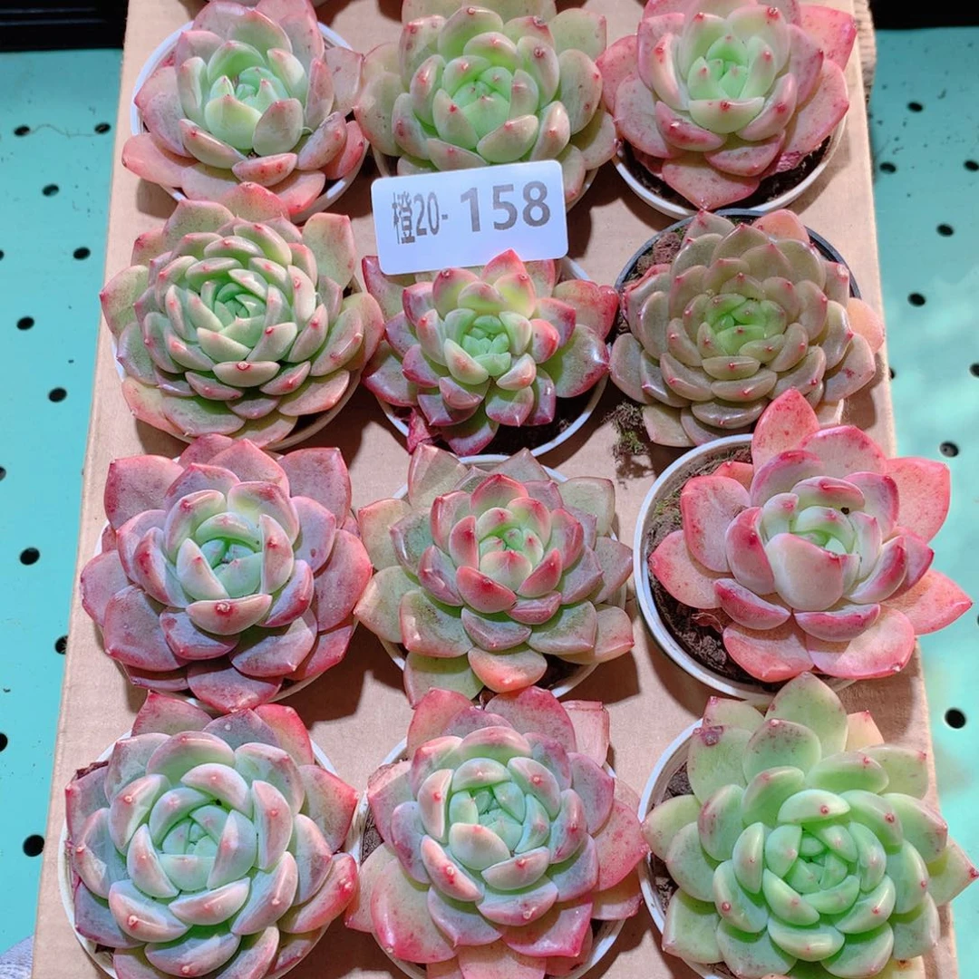 20-158一物一拍多肉带盆18颗