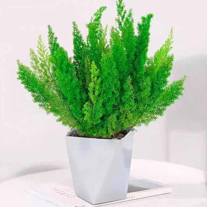 直立狐尾天门冬盆栽植物庭院阳台花卉室内四季常青14株以上