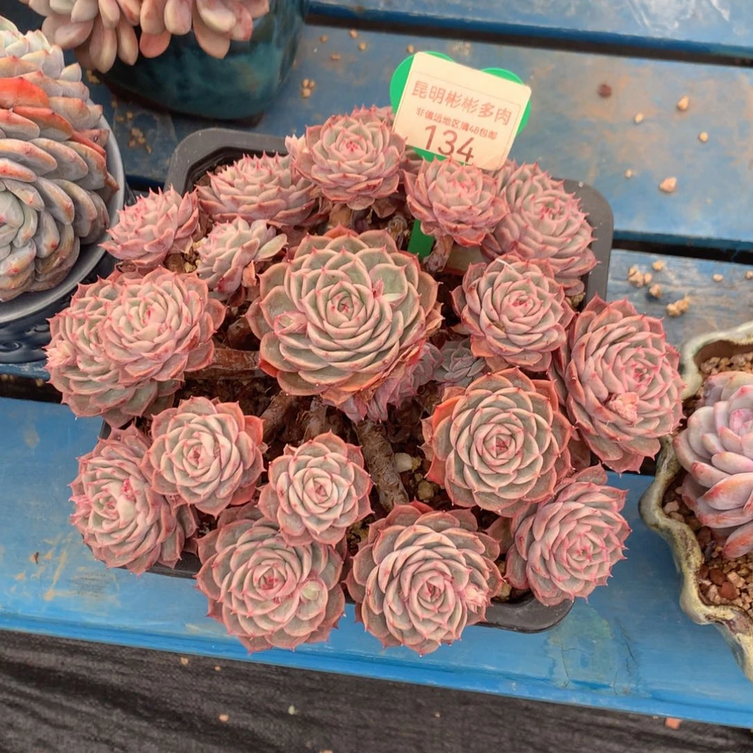 昂斯诺老桩无砍捧花134