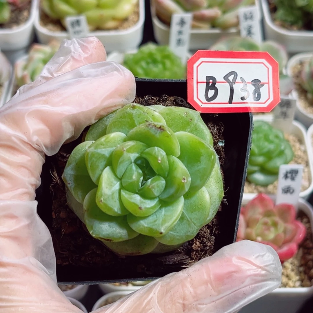 B938 一物一拍 珍妮瑕疵