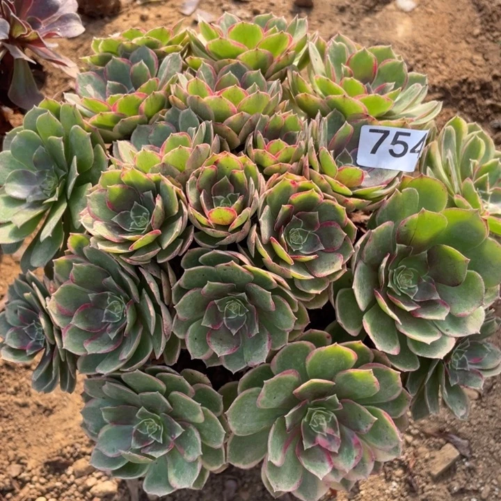 完全开放754多肉植物粉花妖