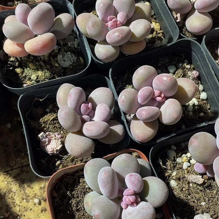 蛋黄奶2.8带盆土发