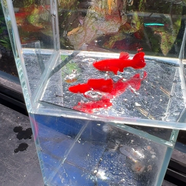 孔雀鱼分水火麒麟一对