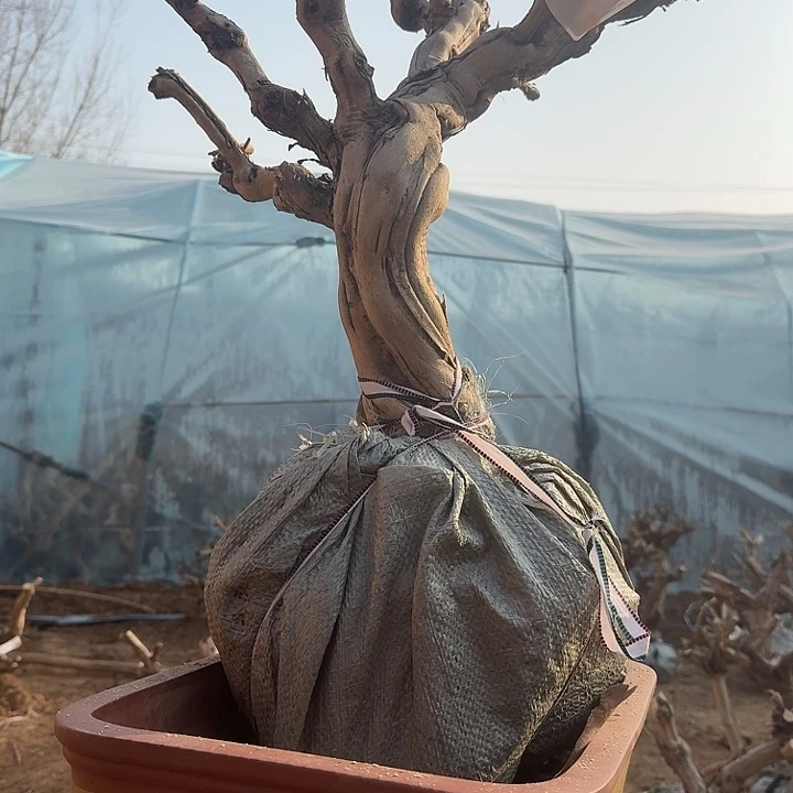 无花朵1111111111111