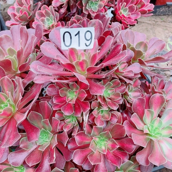 多肉植物组合 019