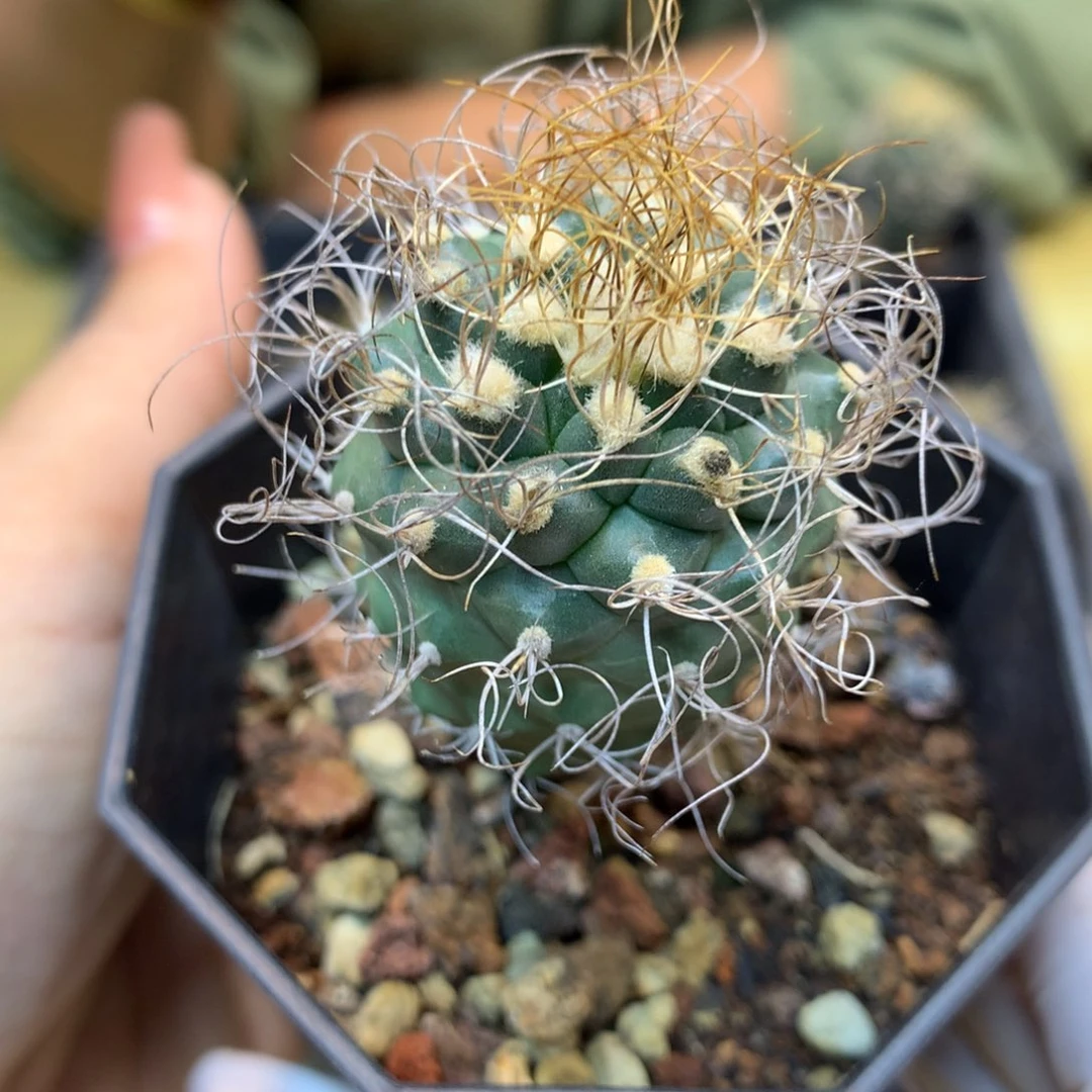 实生 老桩 草刺娇丽整体3公分带盆土发货
