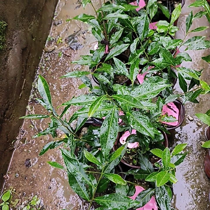 无花朵南瓜金瓜小苗