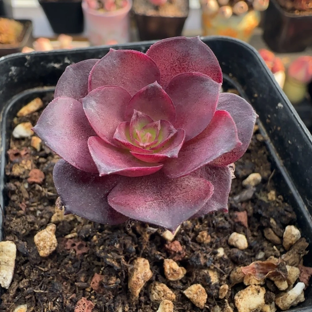 L274半城玫瑰绪光