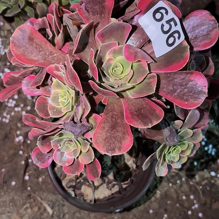 656凤冠多肉植物不售后