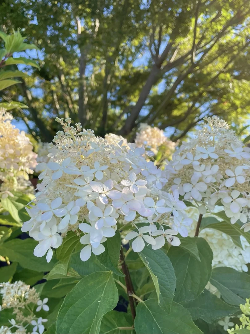 【2加仑幻影】圆锥绣球花白色至渐变粉色原盆原土好养易活基地直发