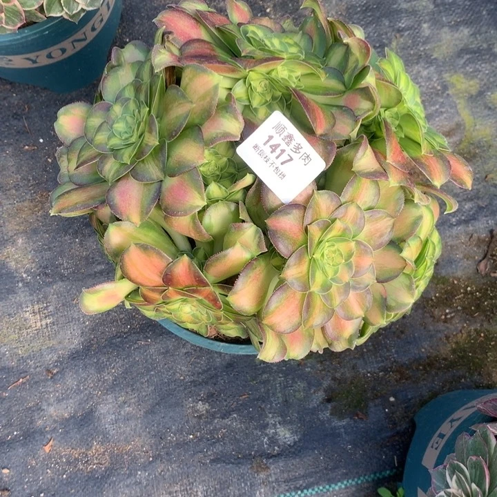 1417韶华多肉植物