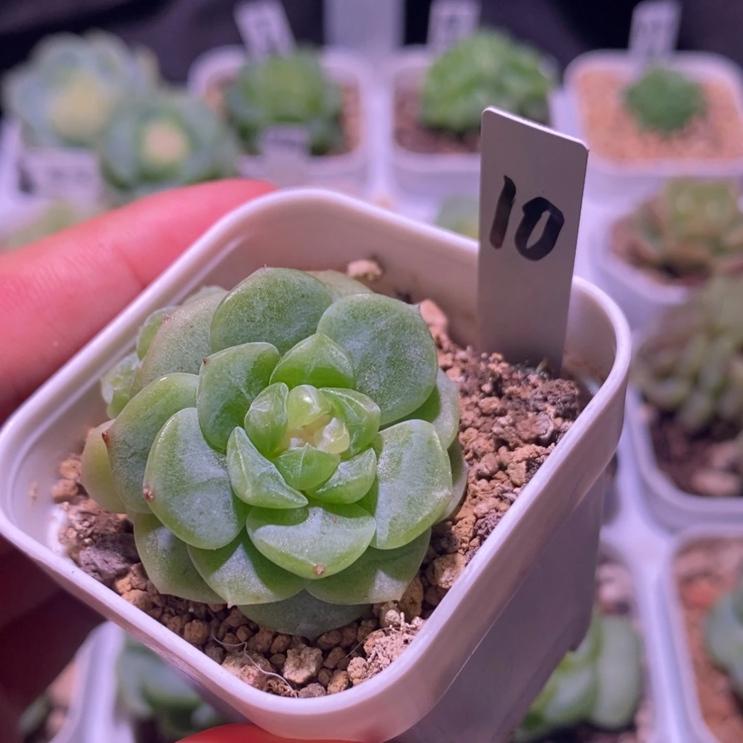 珍妮糖心，多肉植物