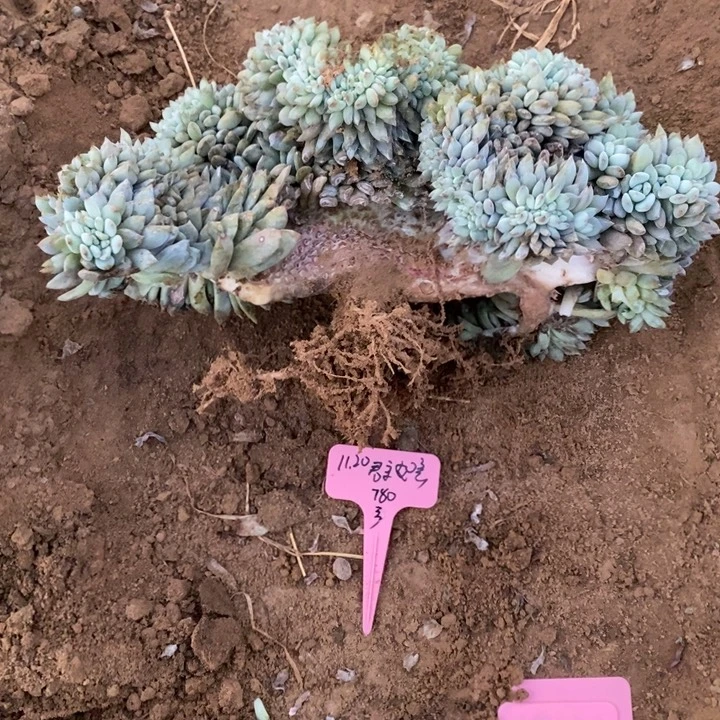 福多多花卉园艺星影