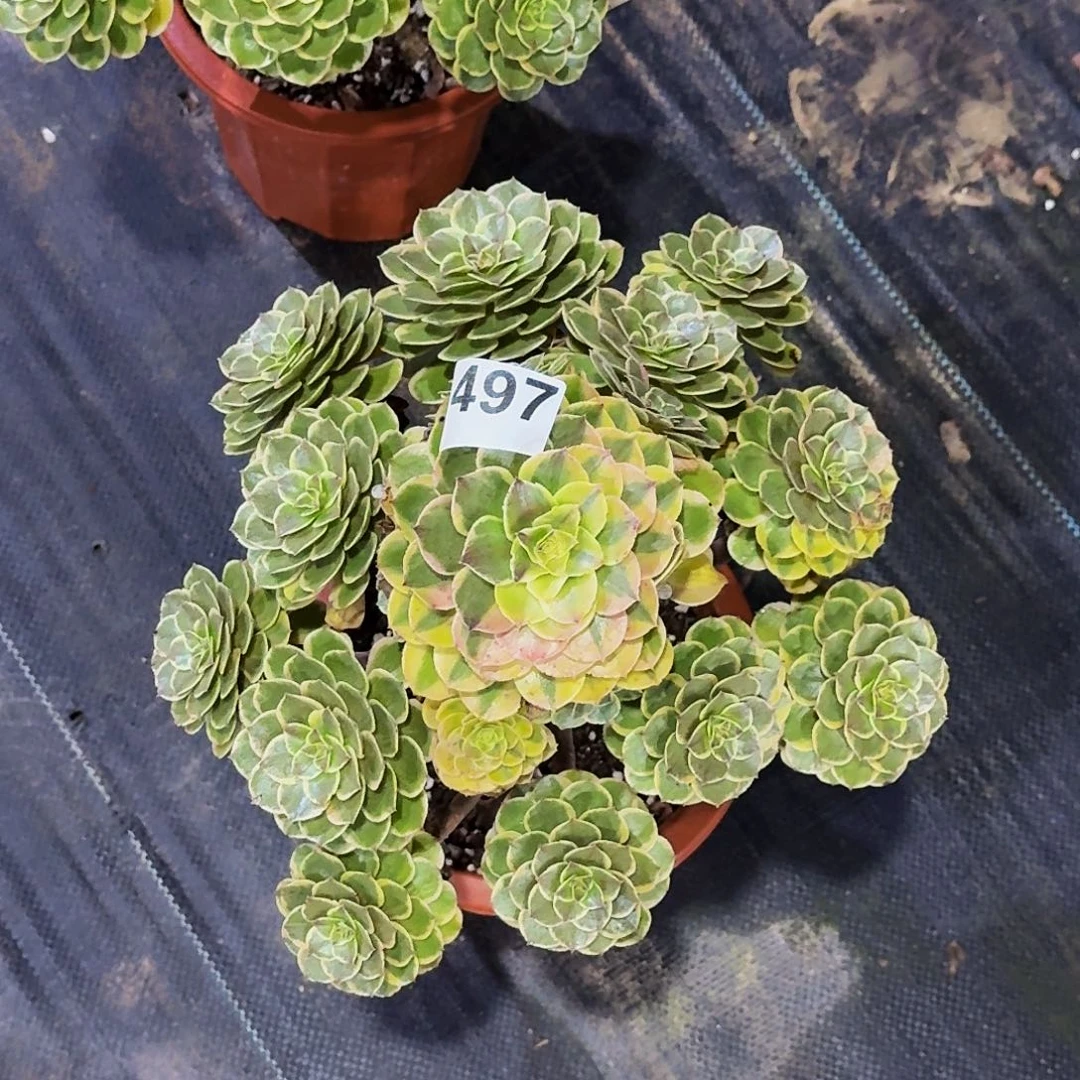 497粉花妖植物多肉