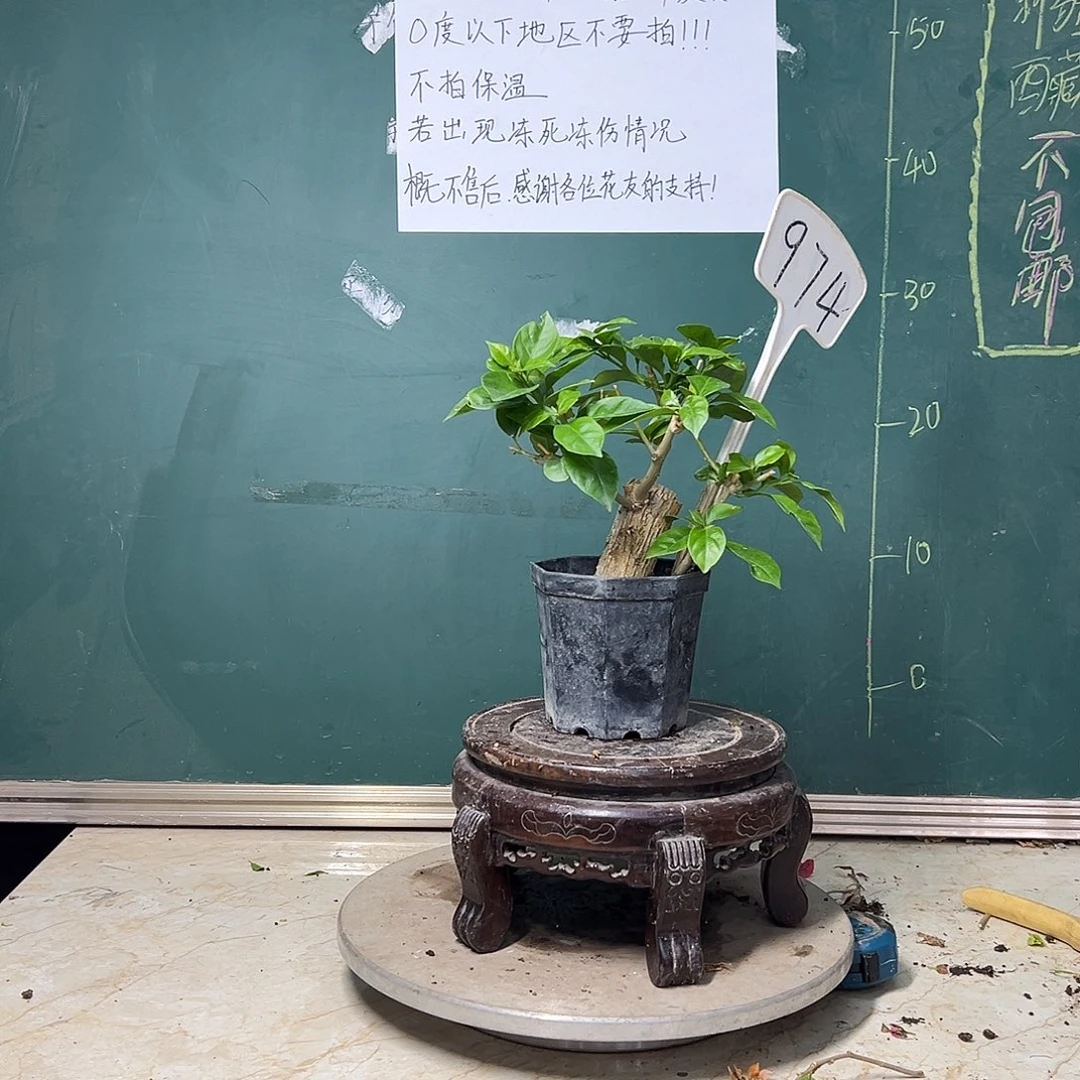 完全开放 云南紫 大宝 粗坨坨 974