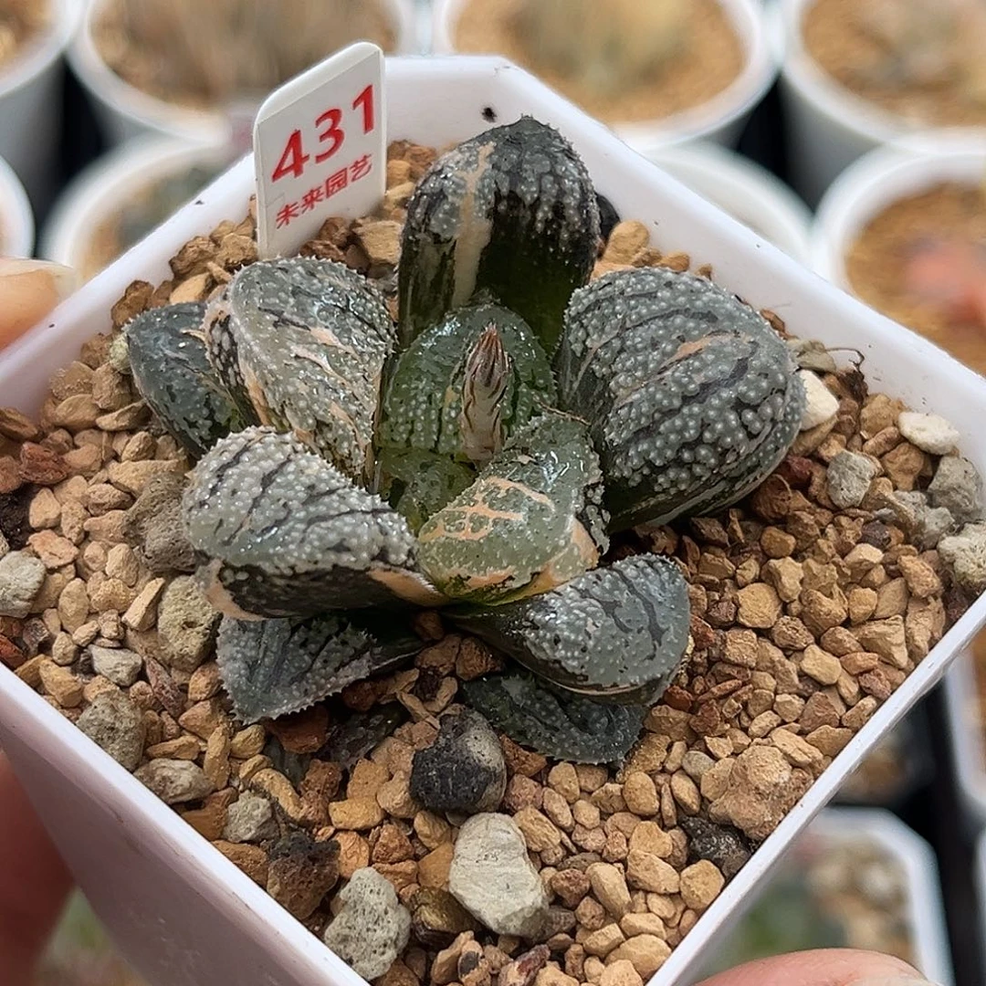 431魔多寿锦福利福利