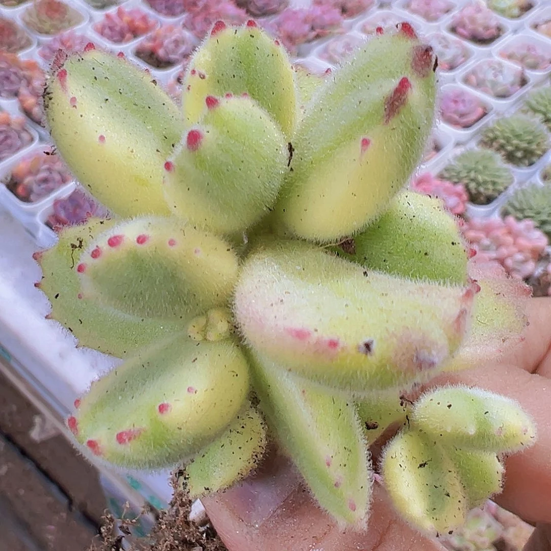 白熊19包邮多肉植物